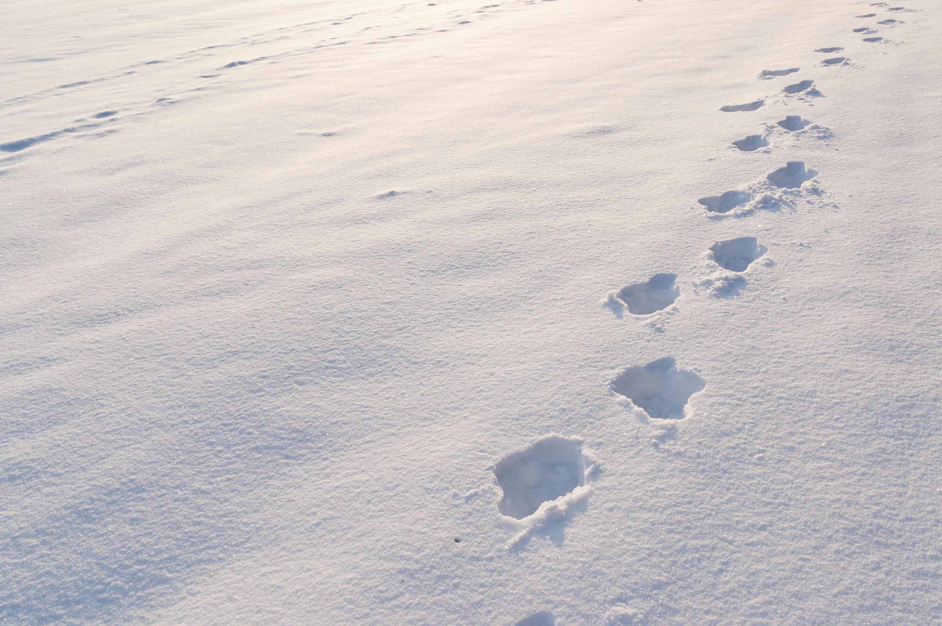 Empreintes dans la neige