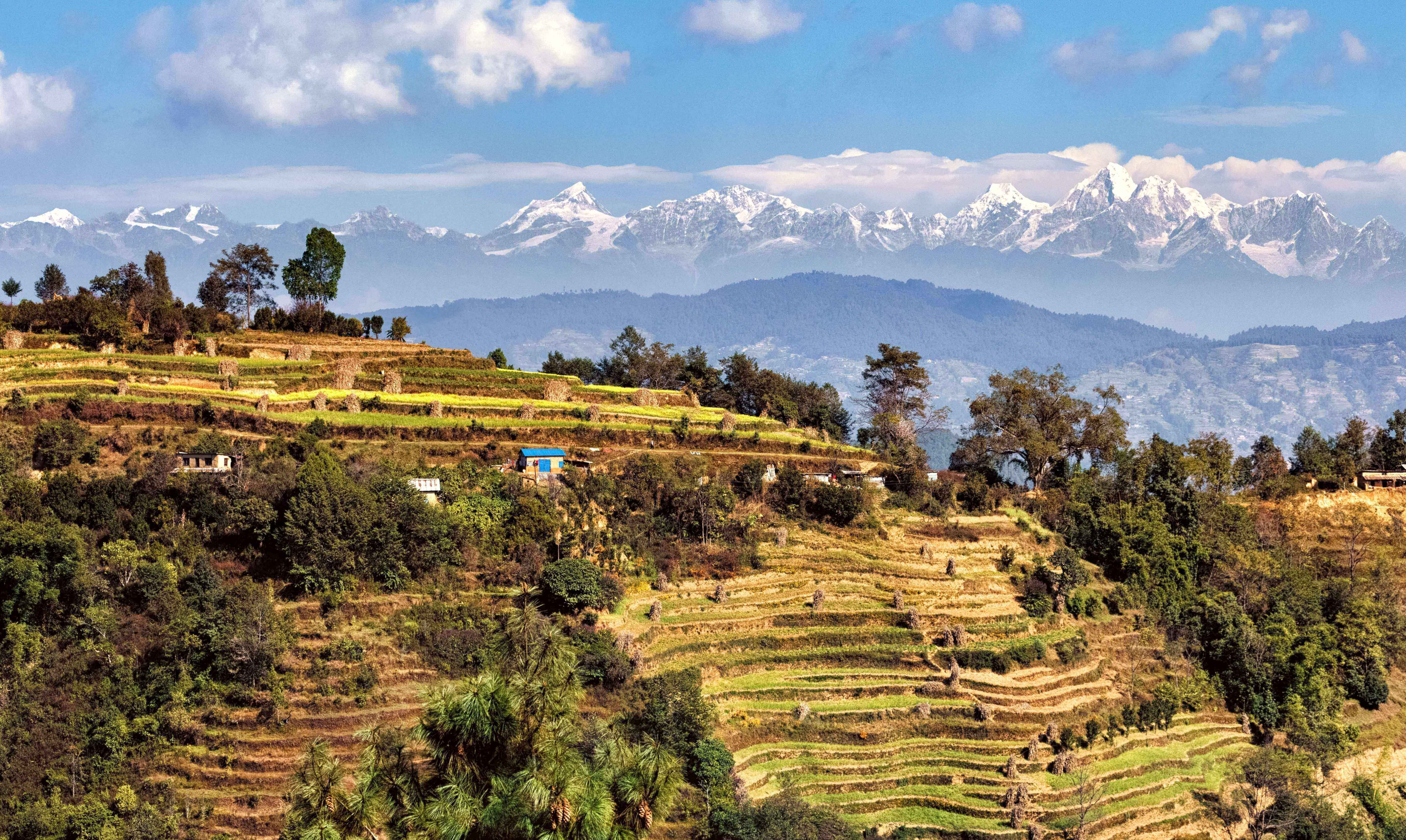 Rizières et sommets enneigés, Népal