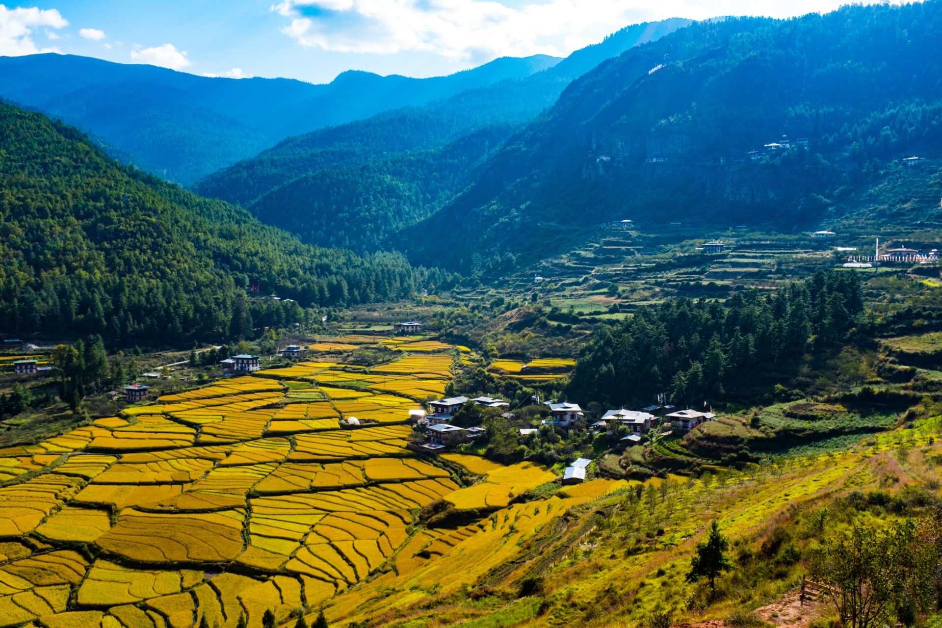 Rizières à Paro, Bhoutan