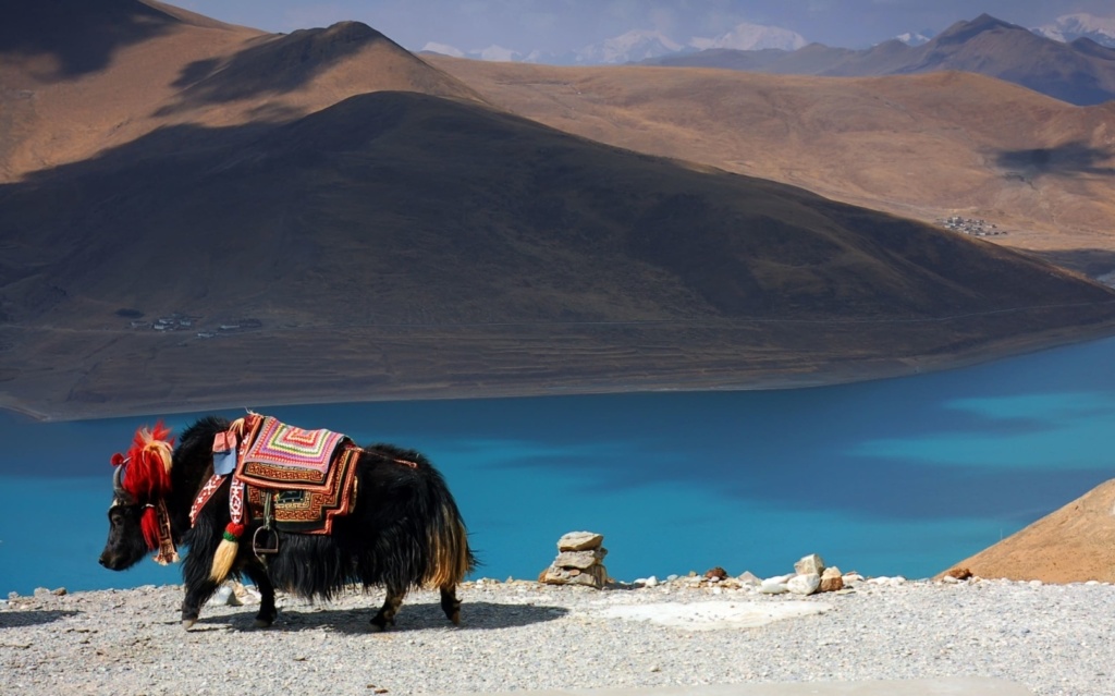 Yak tibétain devant lac, Tibet