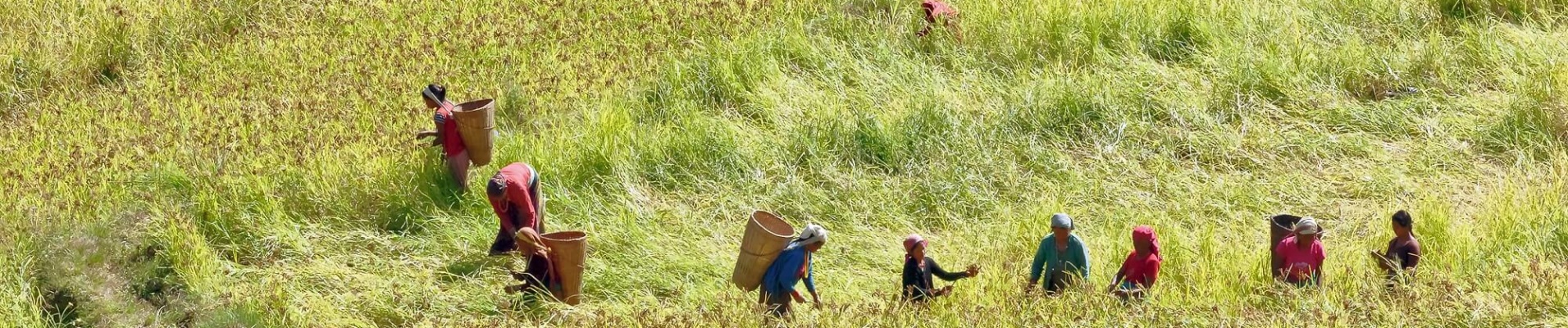 Récolte en Himalaya, Népal