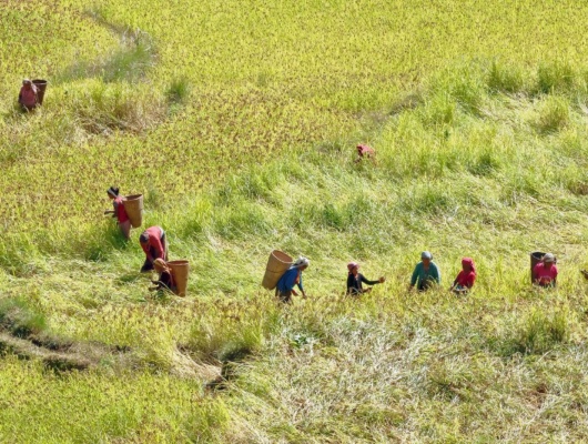 Récolte en Himalaya, Népal