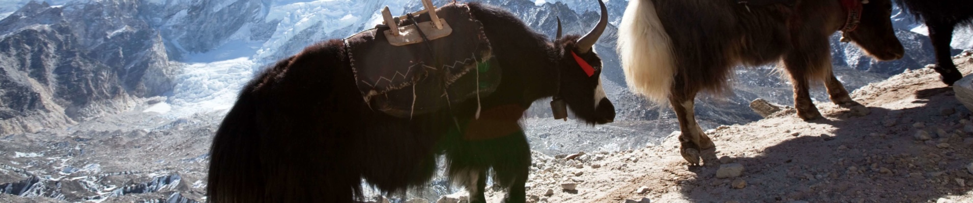 Caravanes de yaks, Népal