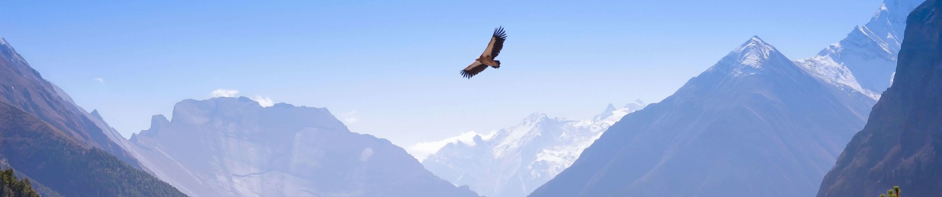 Vautour survolant l'Anappurna, Népal