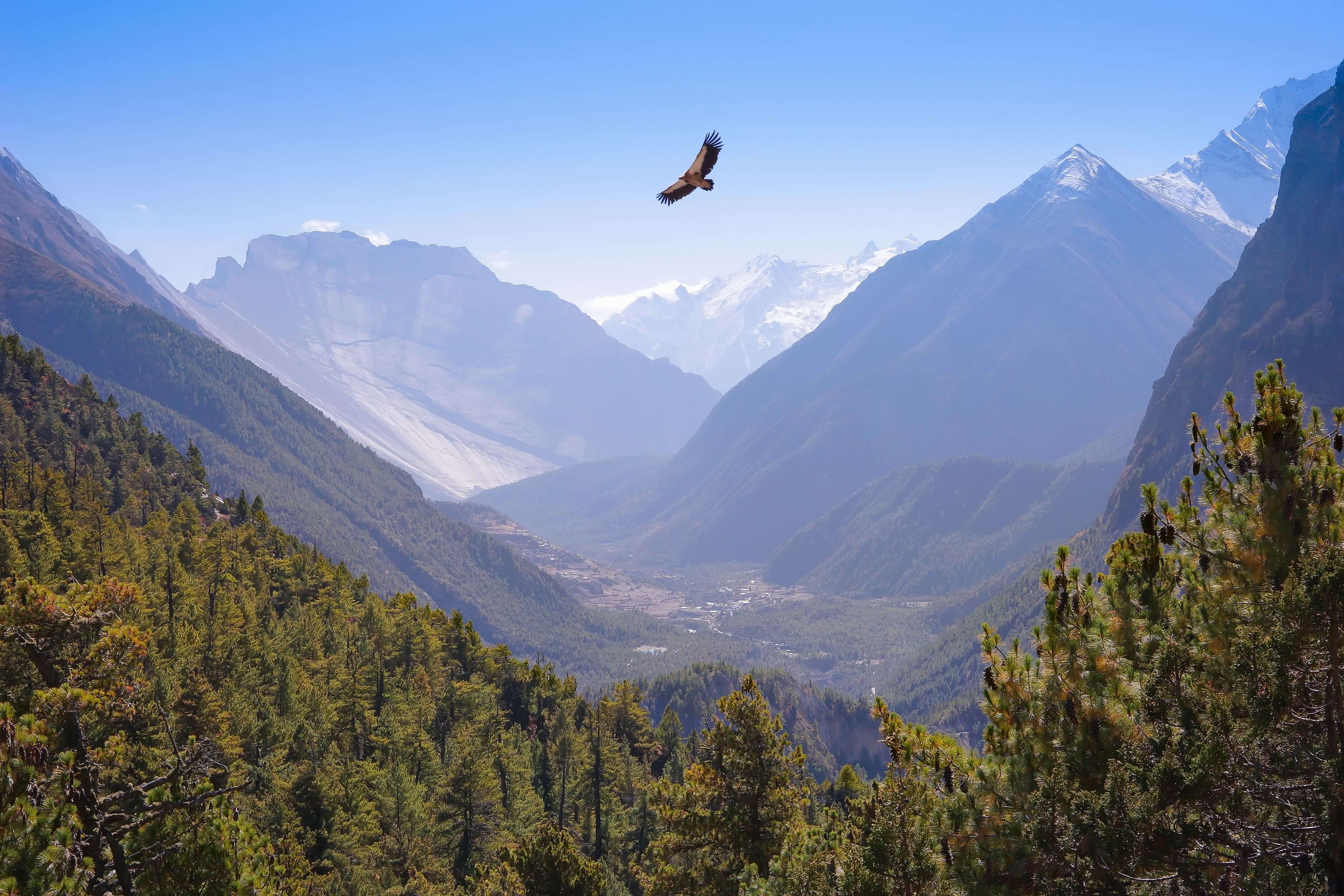 Vautour survolant l'Anappurna, Népal