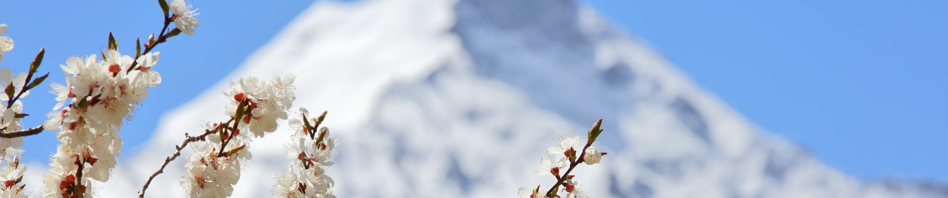 Fleurs d'abricot, Himalaya