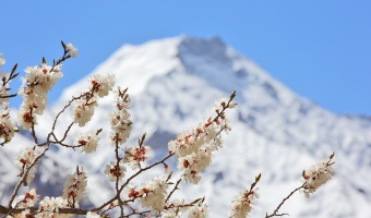 Fleurs d'abricot, Himalaya