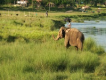 Eléphant à Chitwan, zone de Narayani