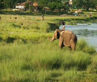 Eléphant à Chitwan, zone de Narayani