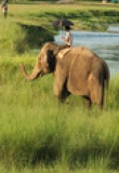 Eléphant à Chitwan, zone de Narayani