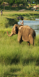 Eléphant à Chitwan, zone de Narayani