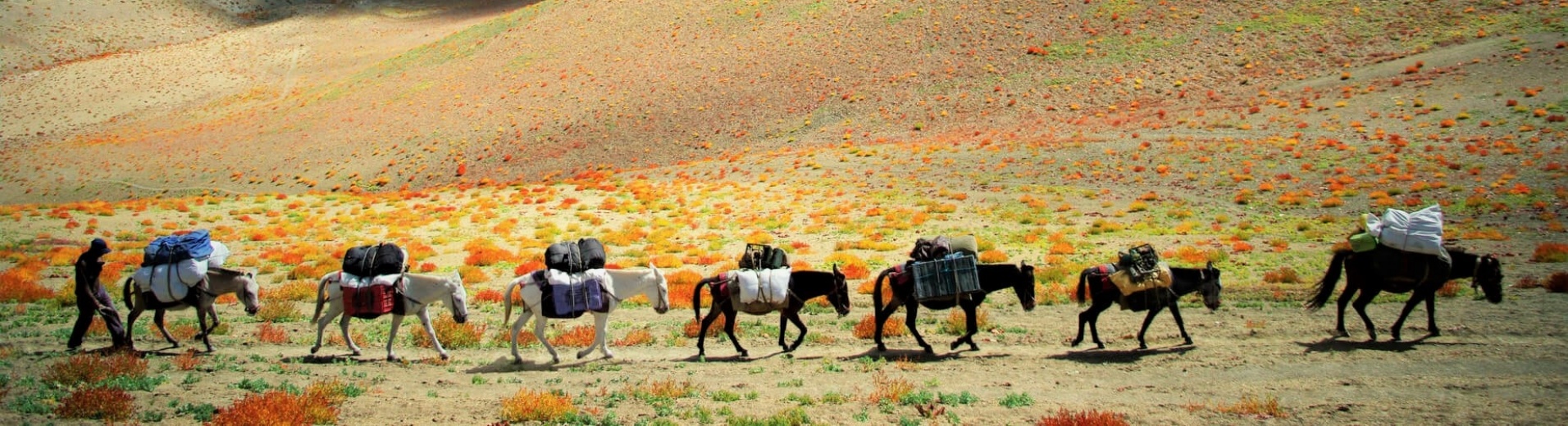 Caravane dans le Zanskar