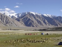 Pâturage d'altitude au Ladakh