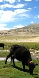 Pâturage au Lac Tso Moriri