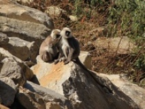 Singes du parc national du Langtang