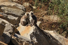 Singes du parc national du Langtang