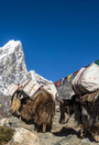 Troupeau de yaks à Dingboche, chemin de l'Everest