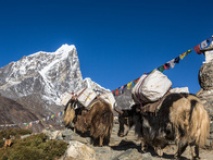 Troupeau de yaks à Dingboche, chemin de l'Everest