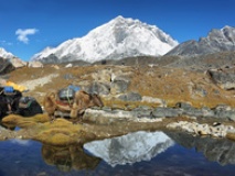 Yaks au village de Lobuche, avec vue sur le Nupte et le Lhotse, vallée du Khumbu