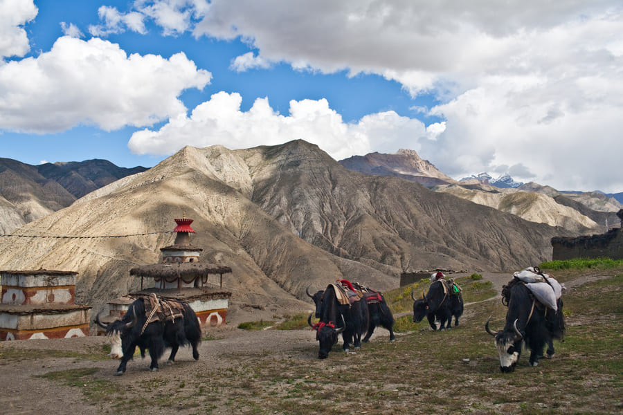 dolpo