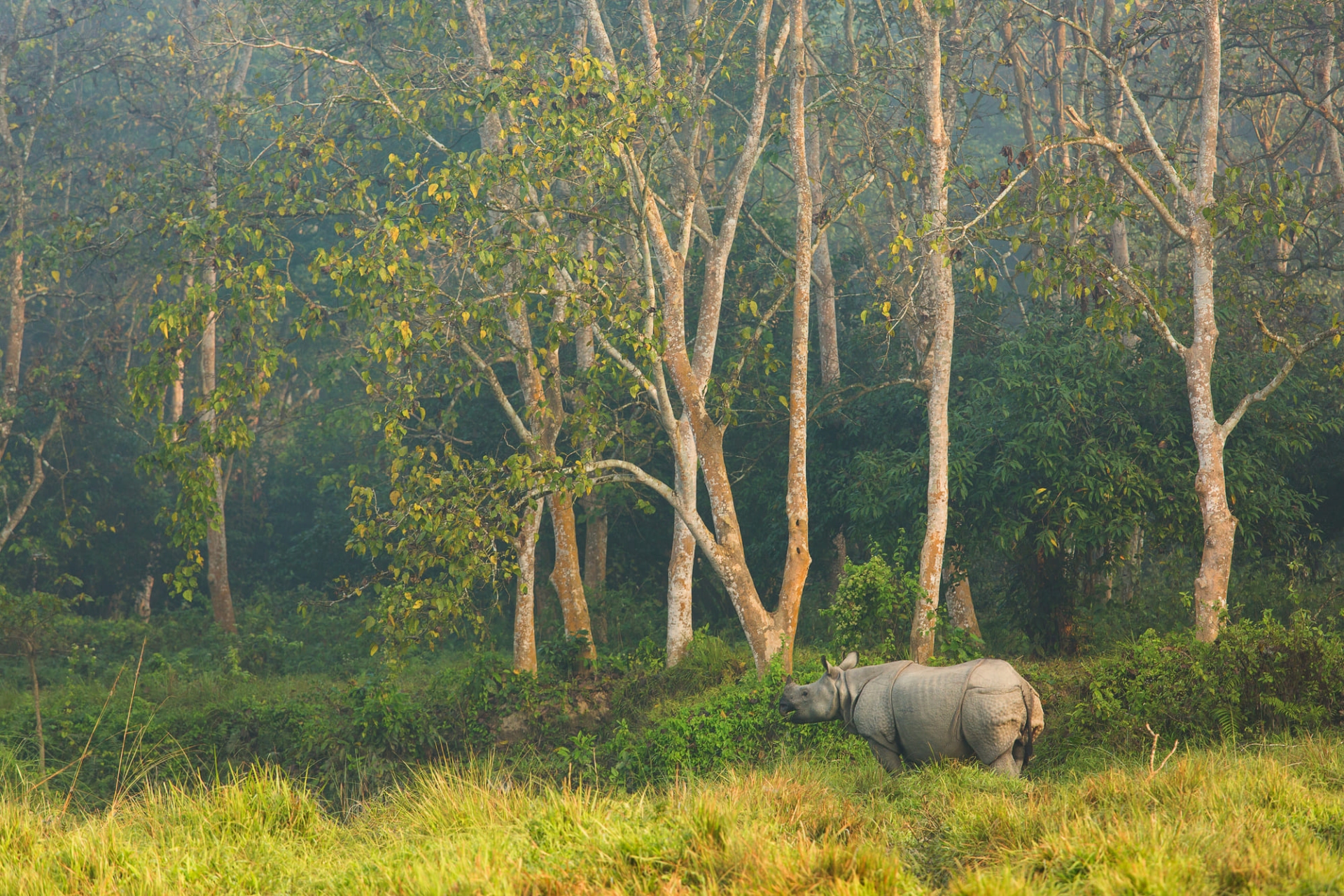 rhinoceros-jungle-chitwan-nepal