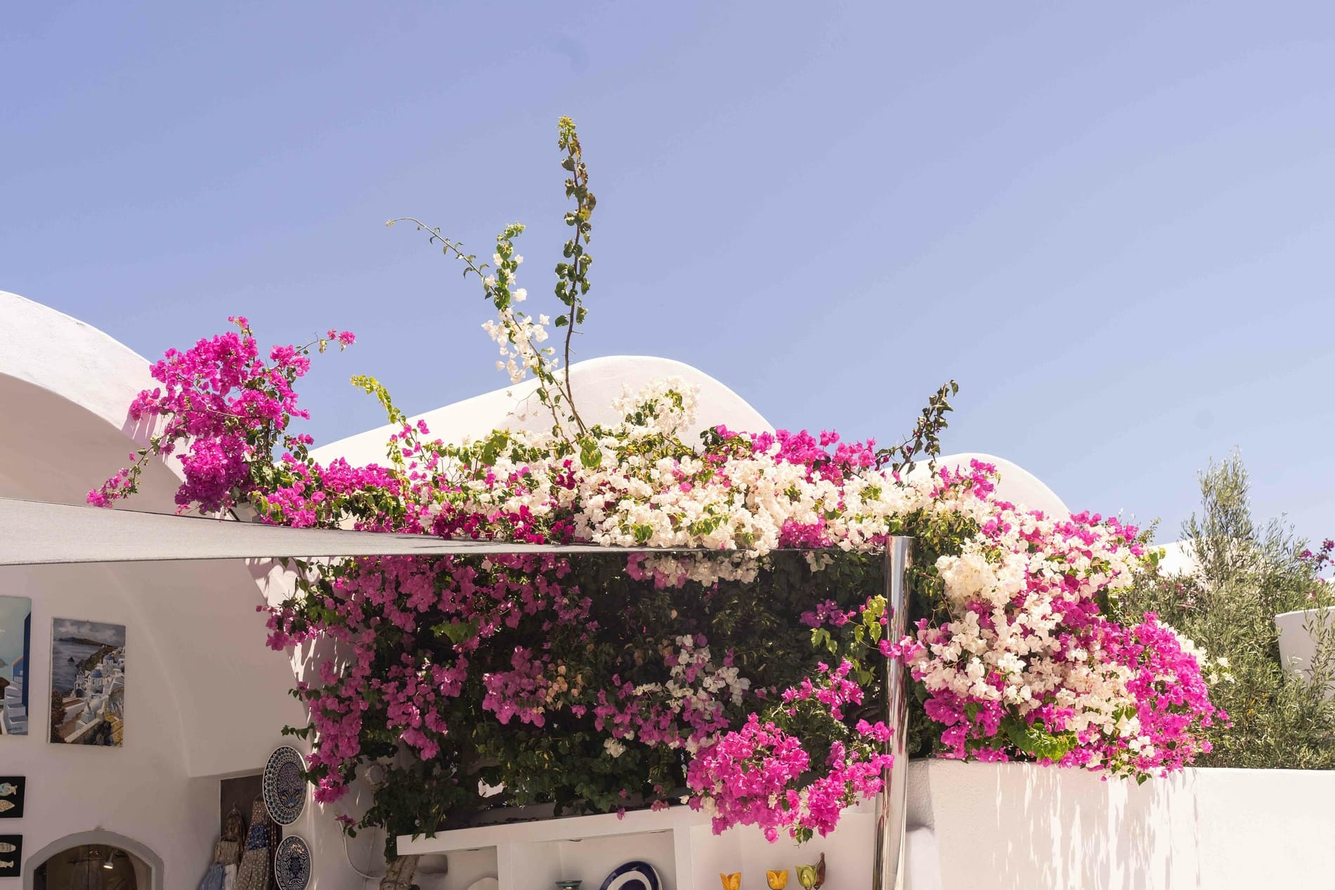 Bougainvillier Grèce