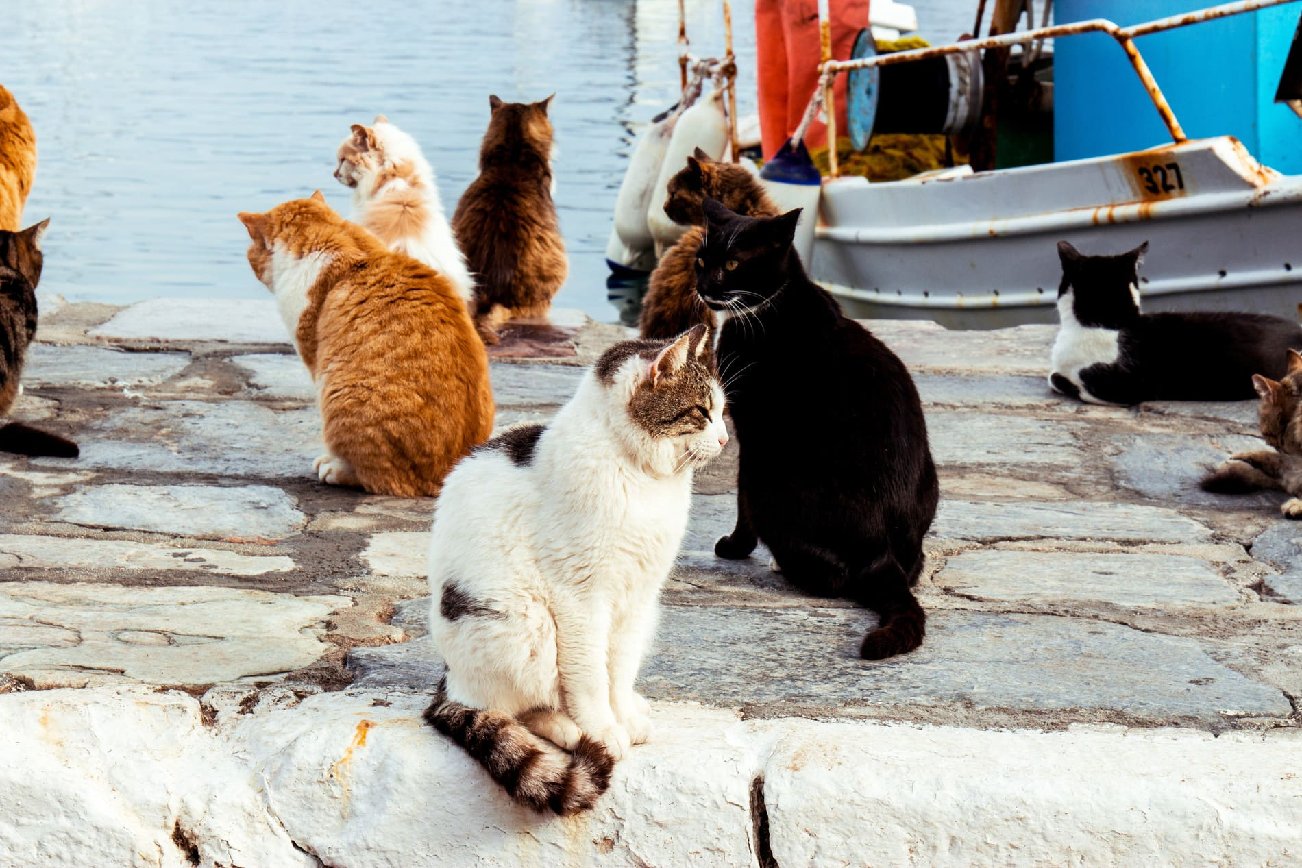 Chats Grèce