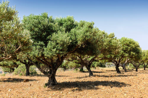Oliveraie - Grèce